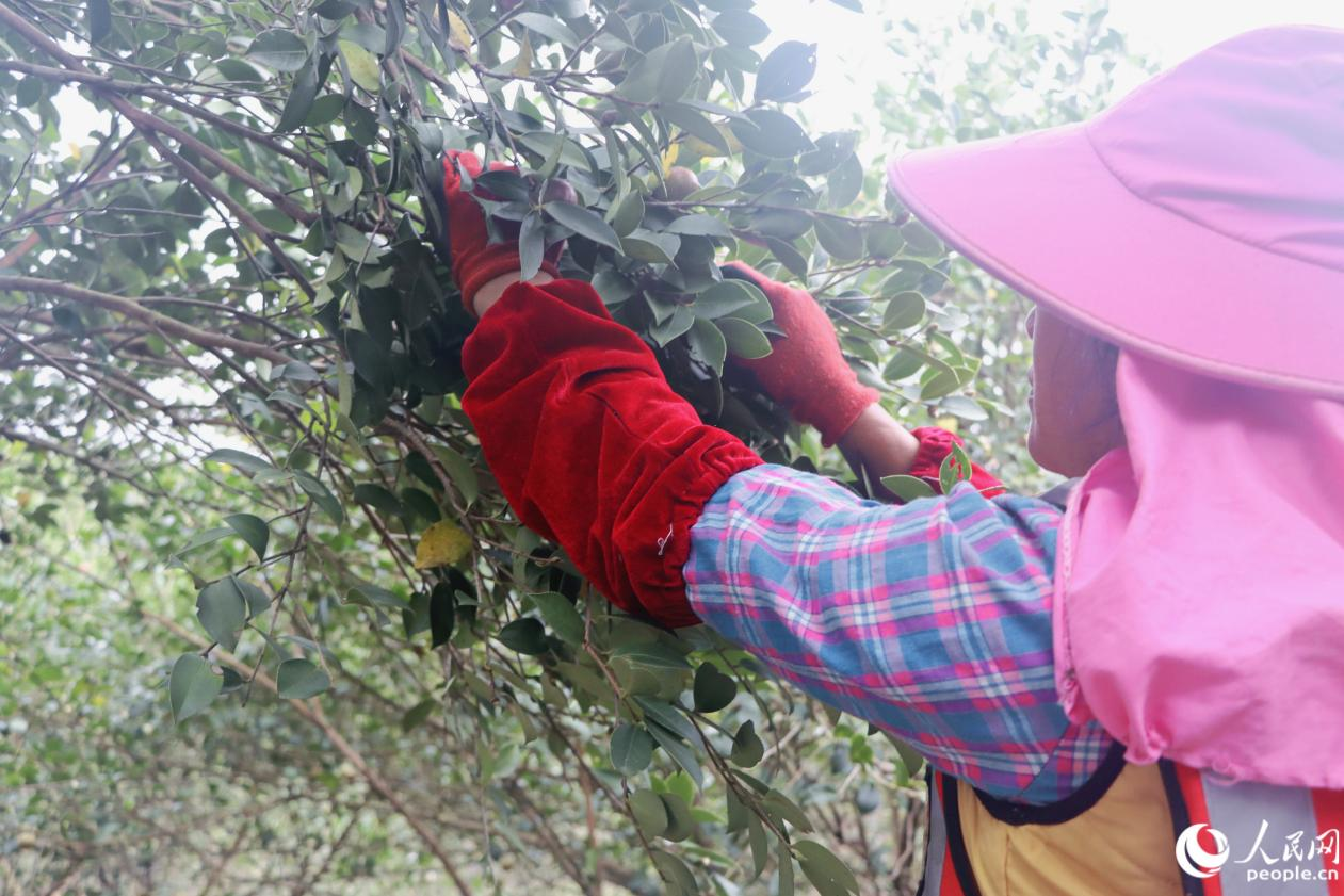 农户们将成熟的油茶果采收归仓。人民网 林铭贤摄