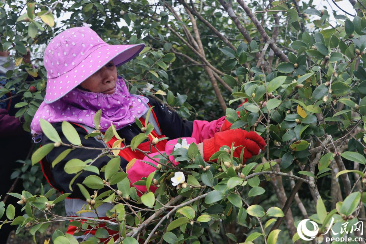 农户们正在采摘成熟的油茶果。人民网 林铭贤摄