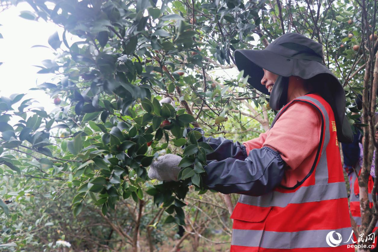 油茶树被控制在2米左右的植株高度,以便采摘。人民网 林铭贤摄