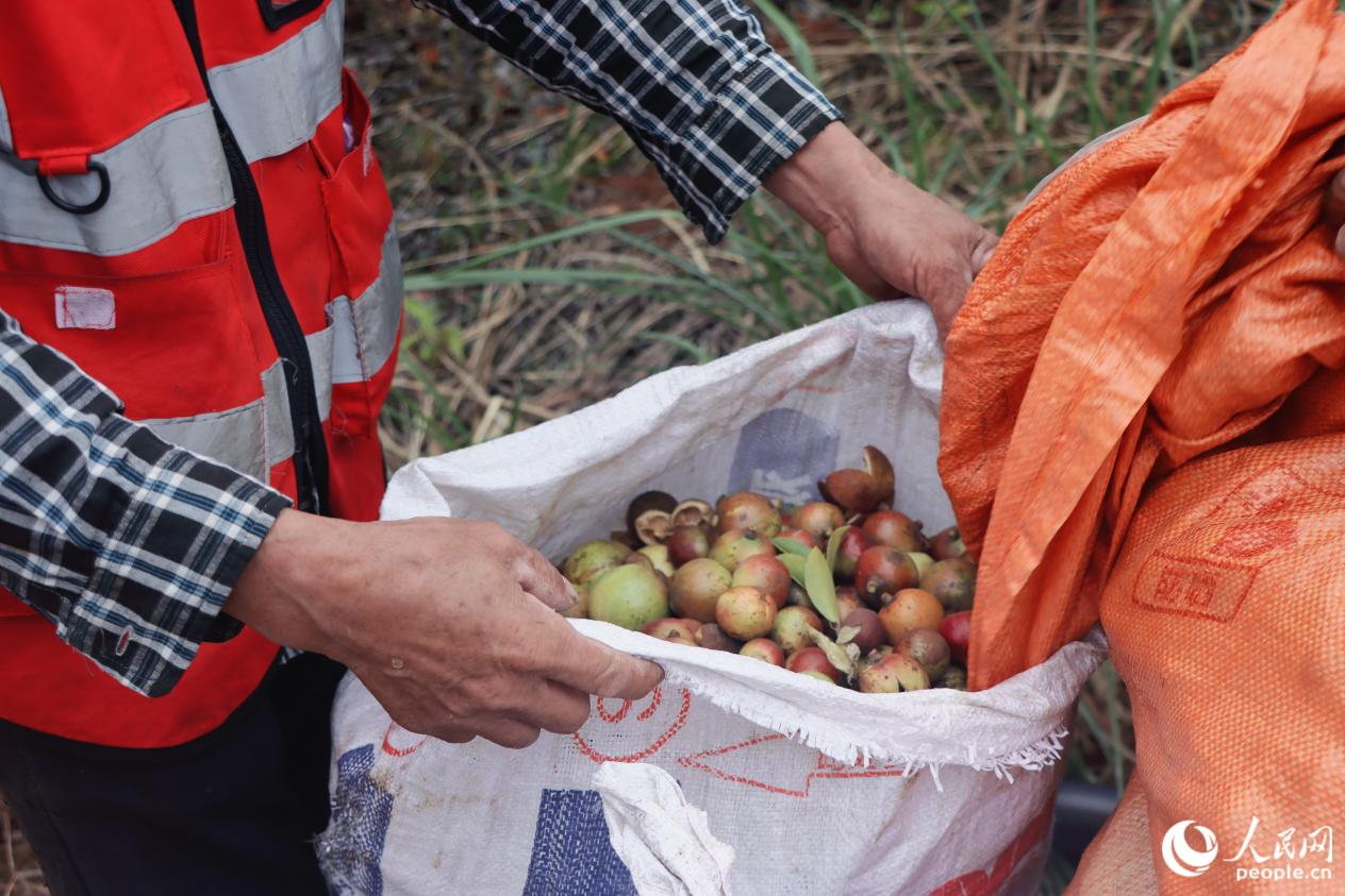 农户们正在采摘成熟的油茶果。人民网 林铭贤摄