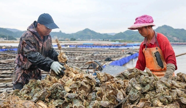 “蚝”华美味来袭！连江“海中瘦肉”上市