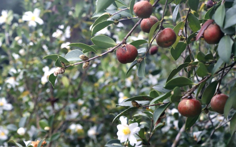 福建永泰：漫山“金果”压枝低