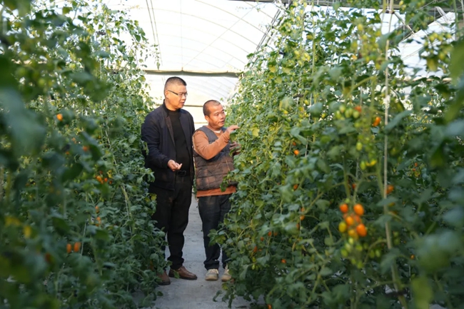 “支部领办”,推动“小农户”融入“大产业”