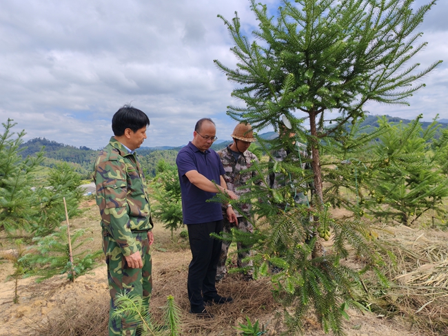 福建省林科院博士郑仁华指导采种