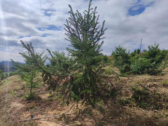沙县官庄国有林场杉木第4代种子园