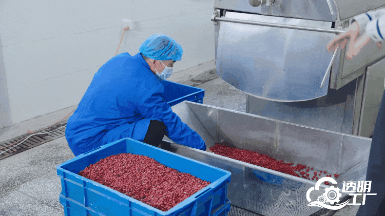 工作人员对采摘的新鲜山茱萸进行加工。