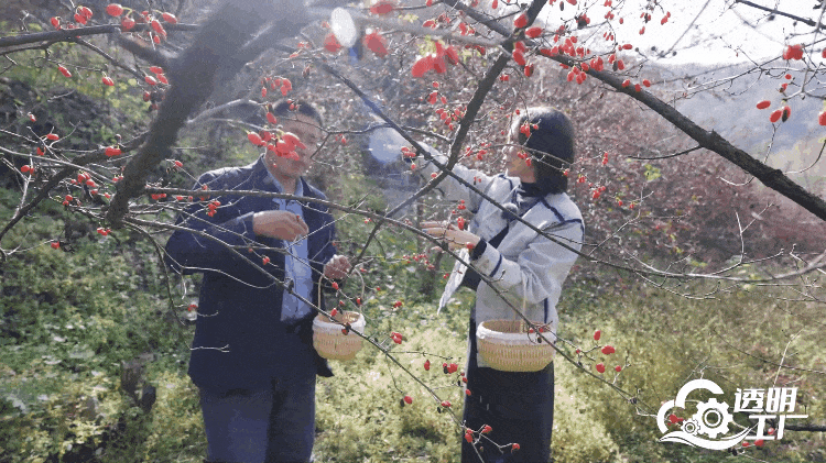节目组嘉宾在茱萸林采摘山茱萸。