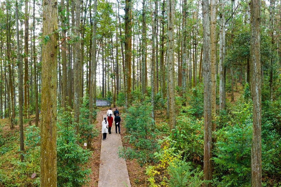 福建省沙县官庄国有林场林下种植中草药示范片。黄海摄