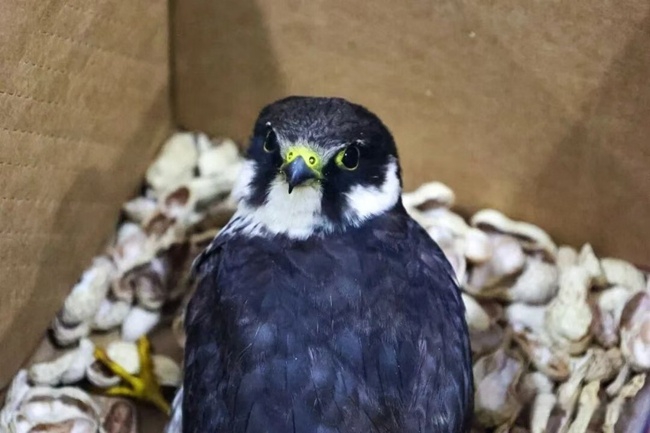 山堂村小学发现的燕隼