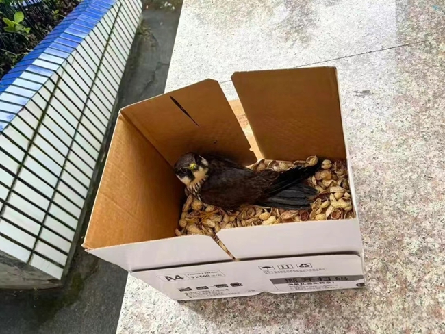 山堂村小学发现的燕隼