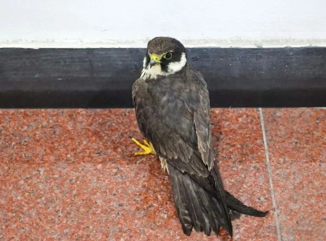 目前，这只燕隼正在接受进一步治疗和康复养护