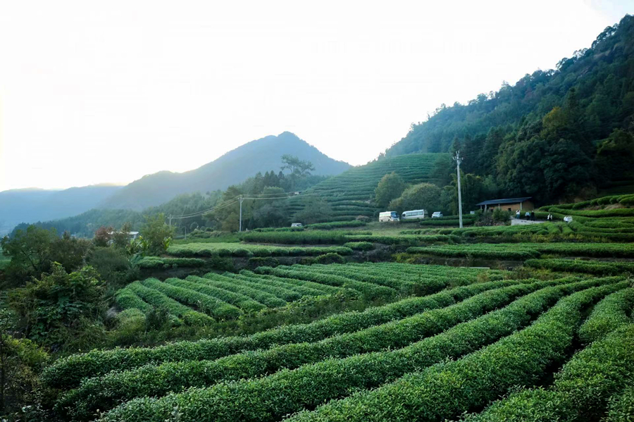 武夷山的一处茶园。武夷山市委宣传部供图