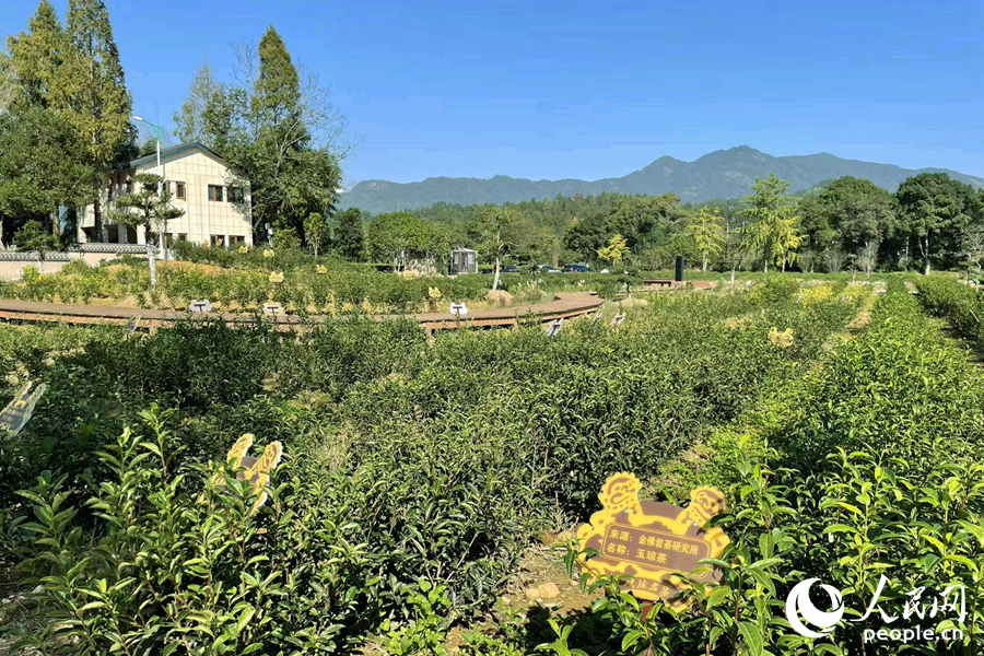 不少当地茶园建立了与高校、研究所的密切合作。人民网记者 林盈摄