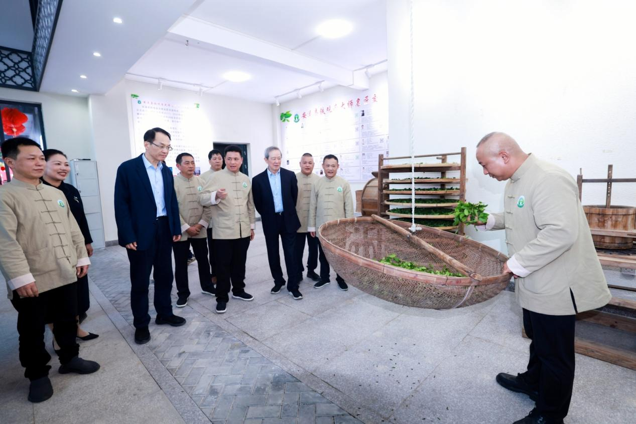 安溪鐵觀音大師展示安溪鐵觀音制茶技藝。安溪縣委宣傳部供圖