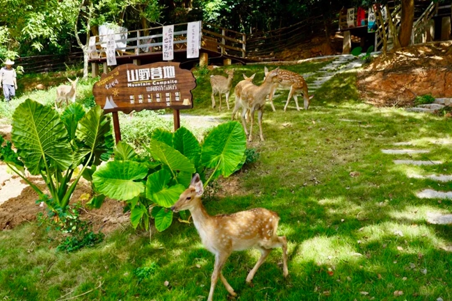 在文岭镇家诗牧场,游客可以享受亲近自然的快乐与治愈时光。陈琳莹摄