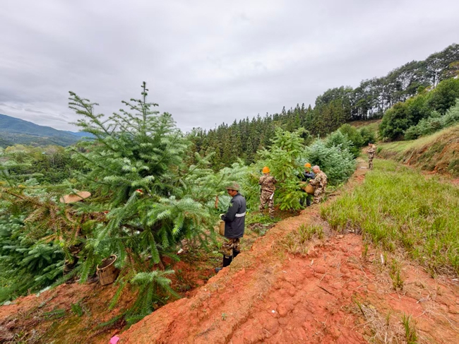 林业工人正在采种