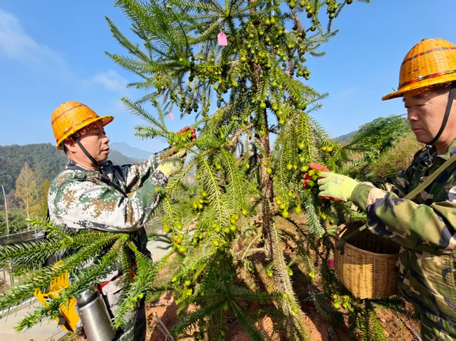 林业工人正在采种