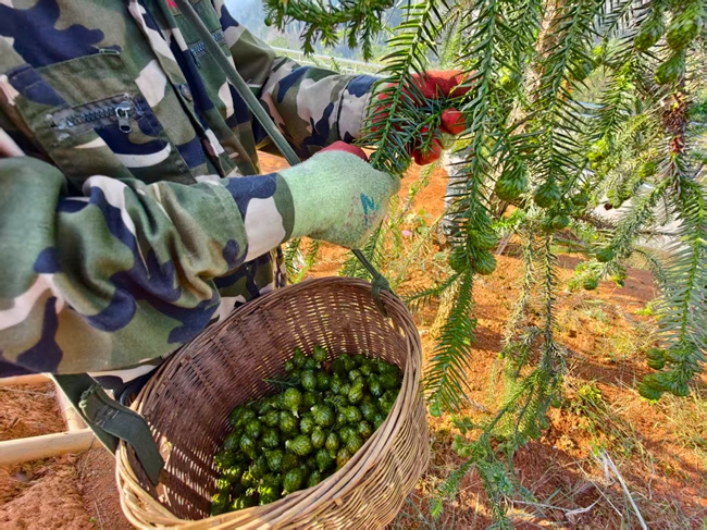 采集的杉木种子