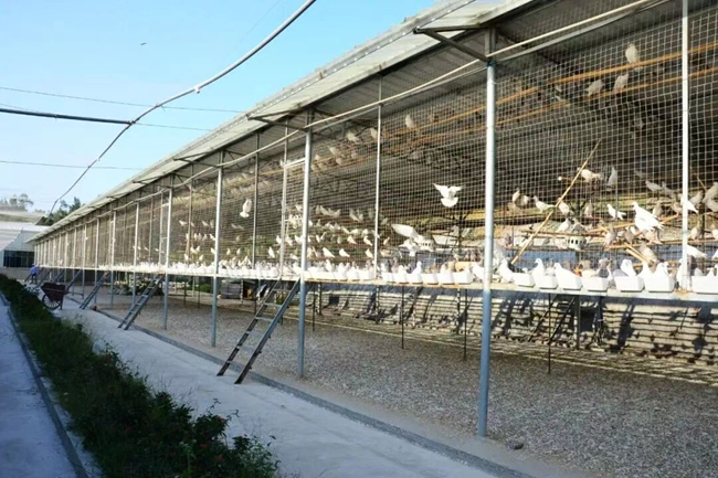 “集盛牌肉鴿”