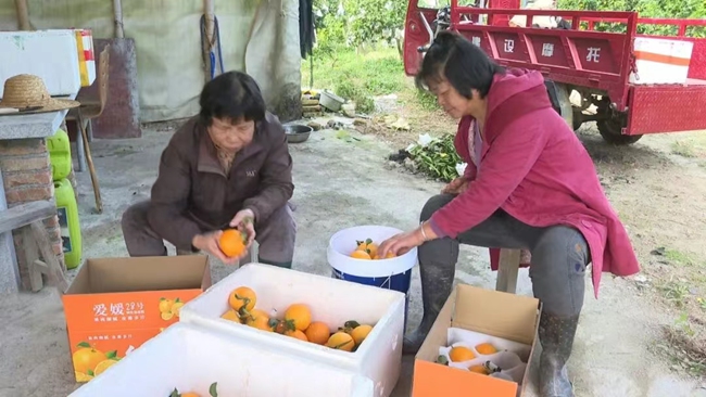 打包分裝果凍橙