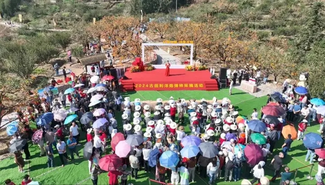 举办炮弹柿采摘活动