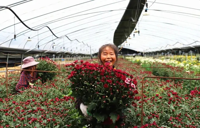周宁县浦源镇发展花卉产业