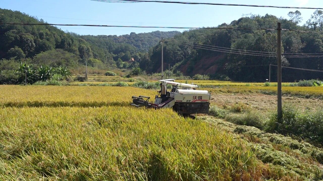 长势良好的稻田