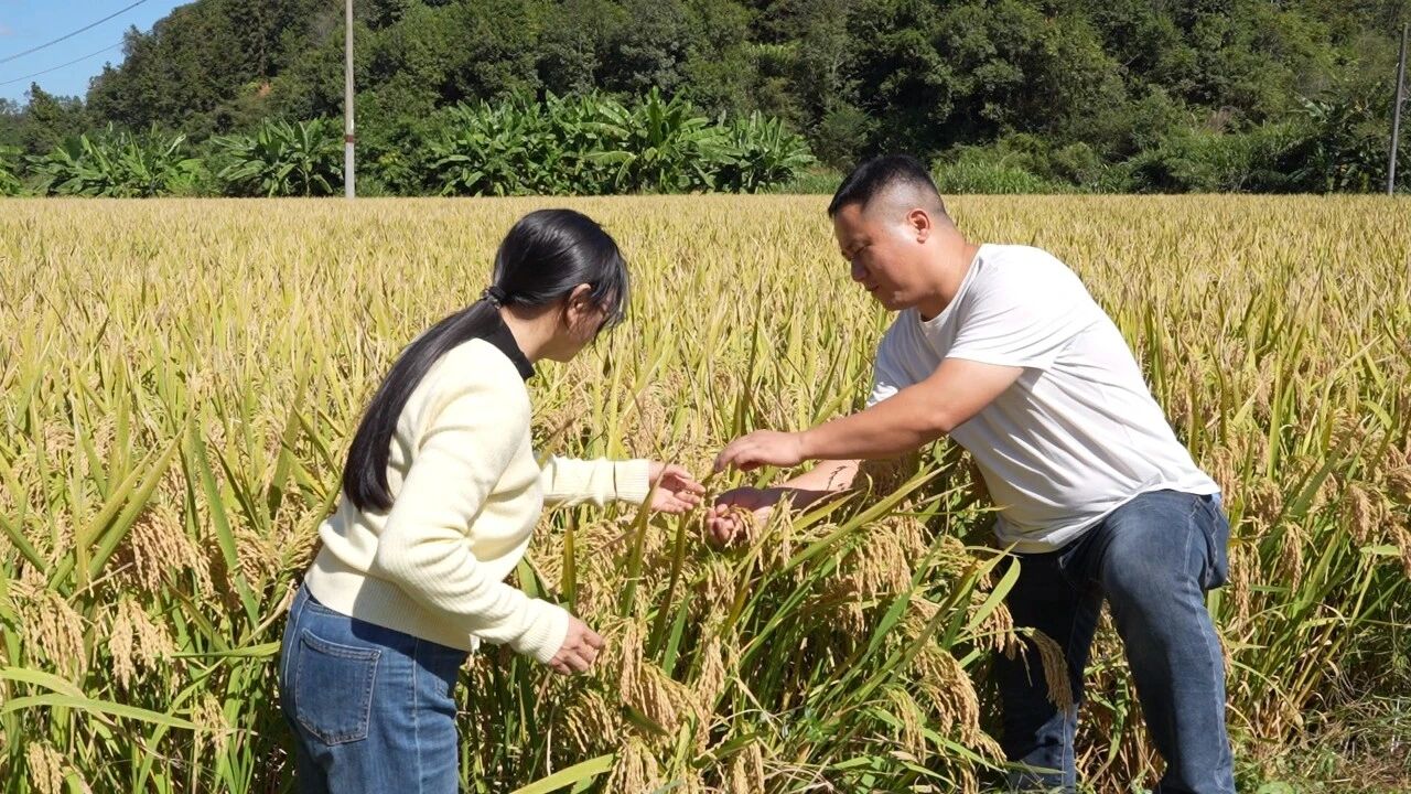 中都镇何国辉家庭农场的烟后稻进行现场测产验收