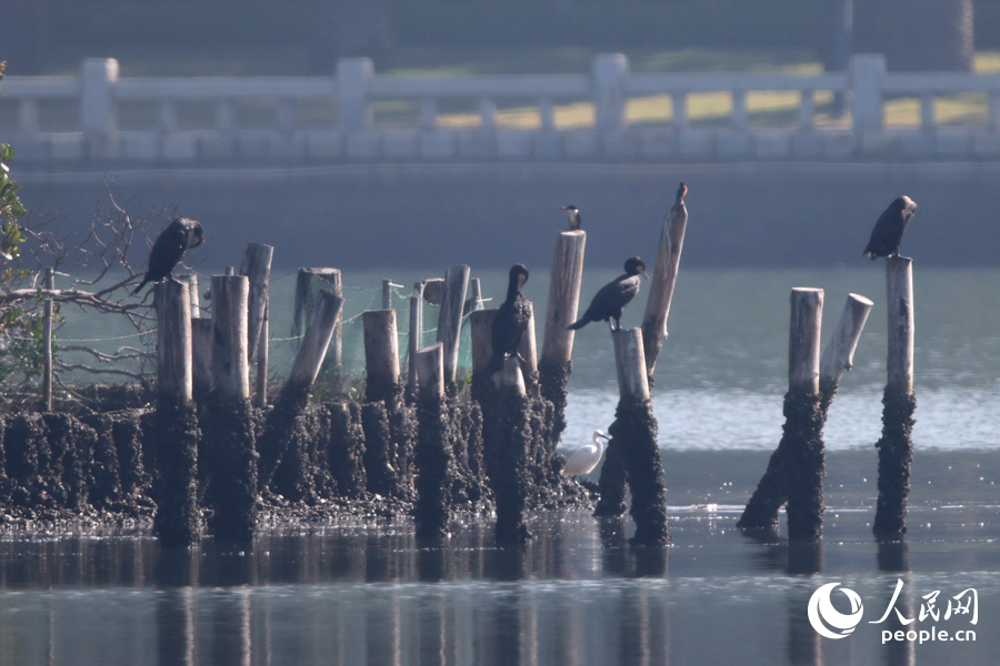 蓝翡翠与普通鸬鹚、普通翠鸟一同在湖畔停留。人民网记者 陈博摄