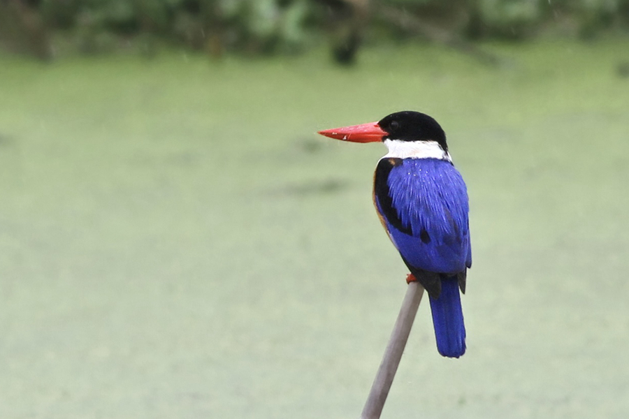 多年前在厦门现身的蓝翡翠。(资料图)廖昕摄