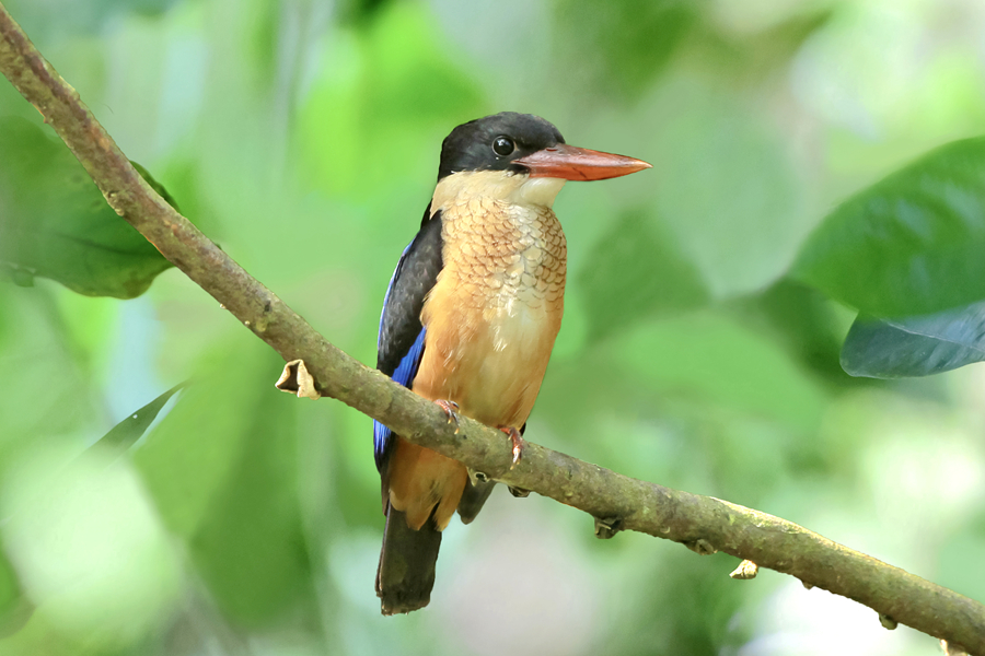 身披靓丽羽毛的蓝翡翠(资料图)。廖昕摄