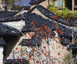 冬日里的宁德古村：红柿映古厝/