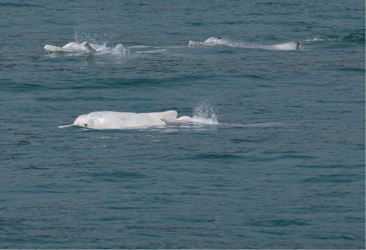 厦金大桥(厦门段)建造海域的中华白海豚。彭仕洲摄