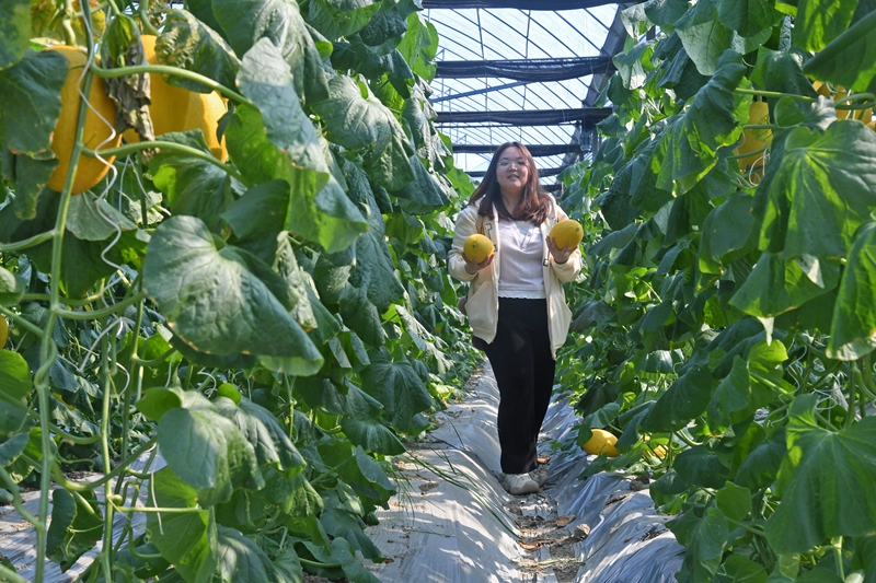 游客正在哈密瓜采摘园内采摘成熟哈密瓜