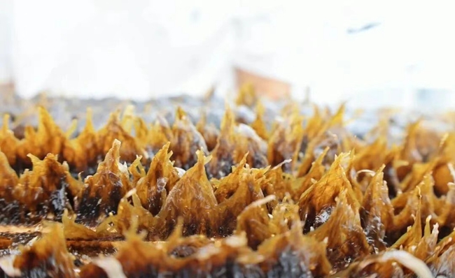 无边海带幼苗。连江县融媒体中心供图