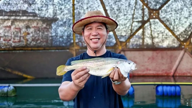 连江自主培育养殖的“岱衢族”大黄鱼获丰收。连江县融媒体中心供图