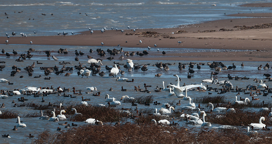 公园内，“鸟浪”随着海浪翻涌