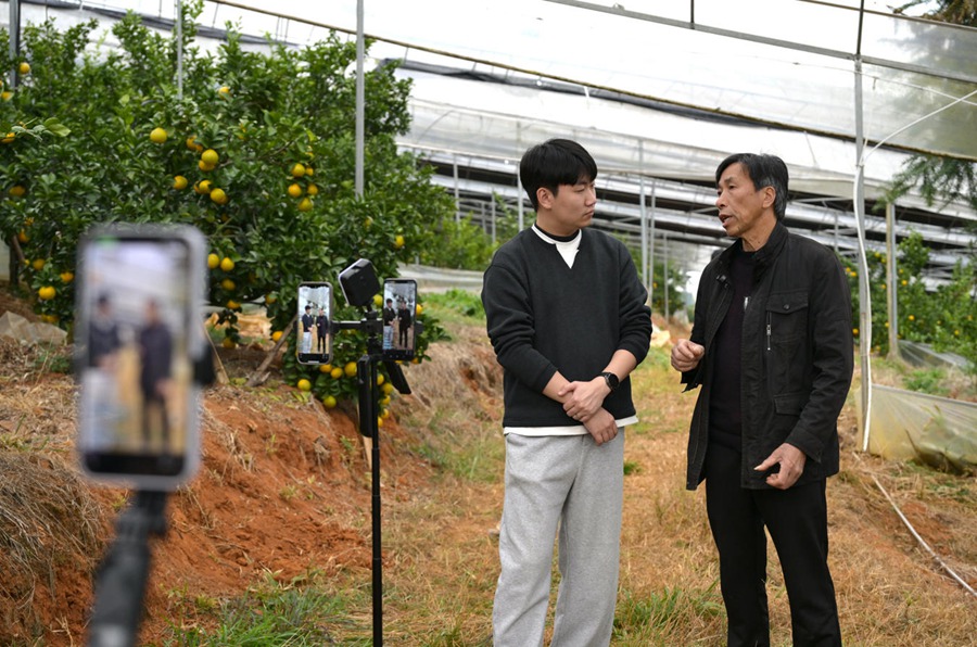 主播们直播推介建阳桔柚。林晓烨摄