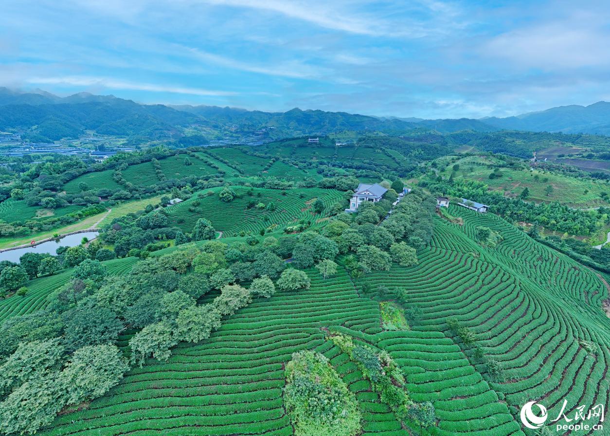 漳平永福因獨特的地理環境與氣候，被譽為“大陸阿裡山”。人民網記者 李昌乾攝