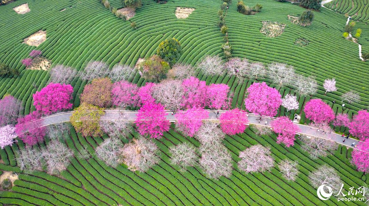 漳平永福的生態茶園。人民網記者 李昌乾攝