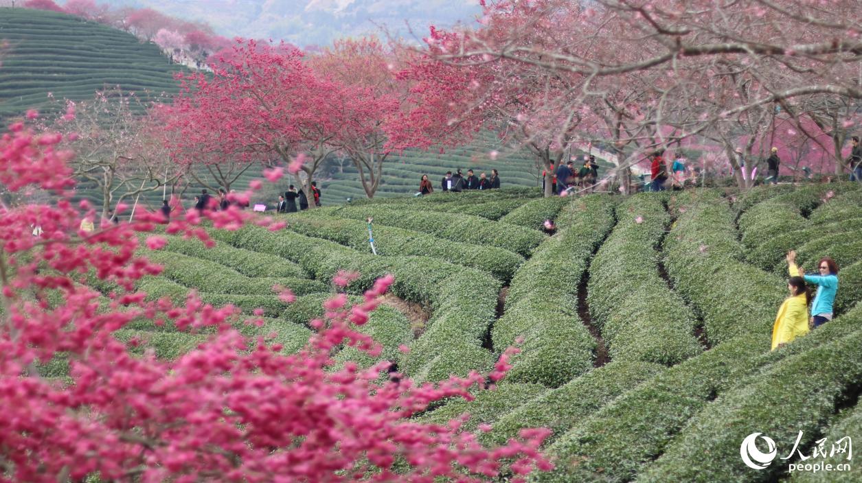 茶園吸引不少游客前往。人民網記者 李昌乾攝