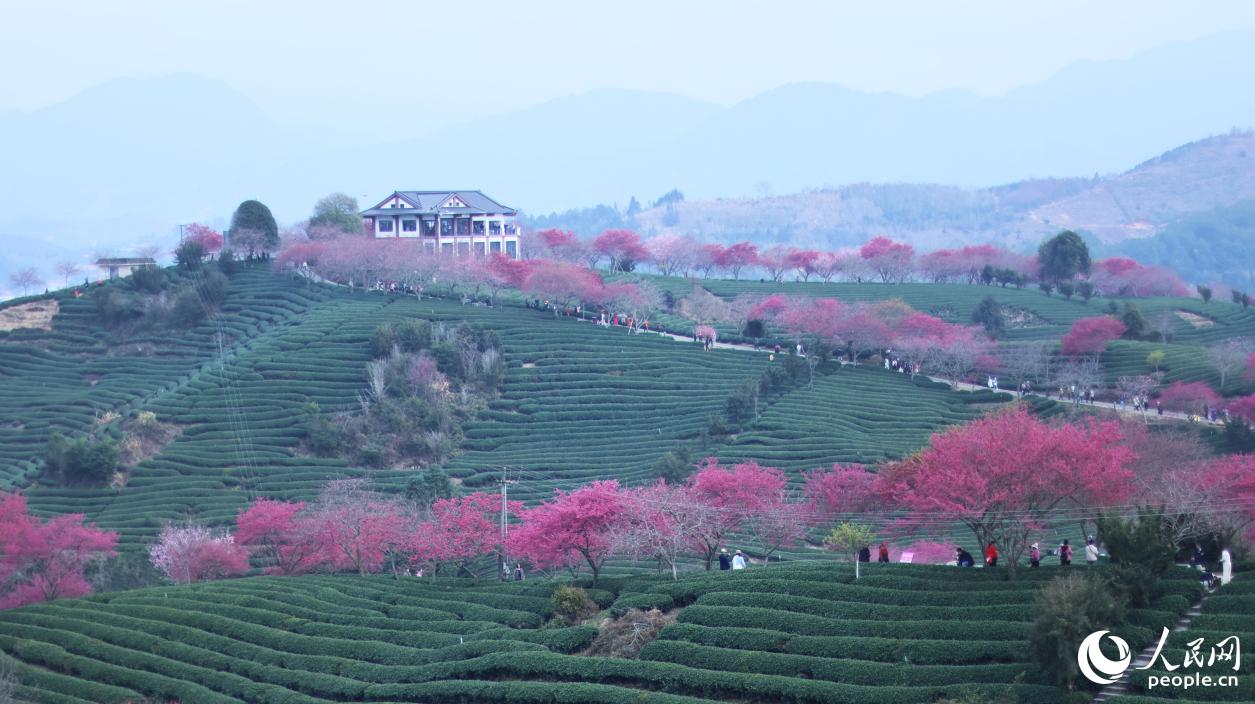 在茶園邊界種植櫻花樹。人民網記者 李昌乾攝