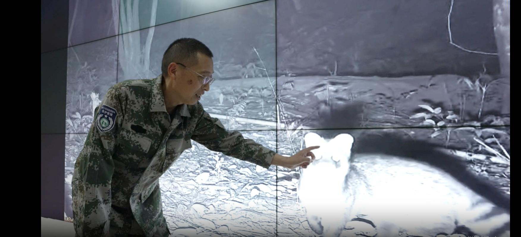 君子峰国家级自然保护区副局长、高级工程师黄琰彬介绍小灵猫的特性
