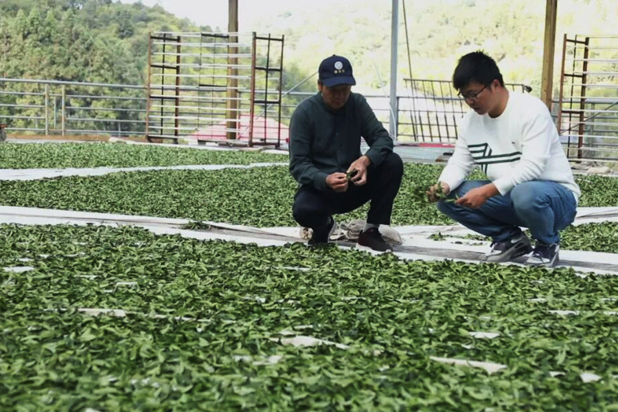 张朝渊（右）检查茶叶晾晒情况。漳平市融媒体中心供图