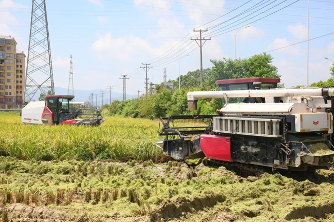 美雪农业种植基地