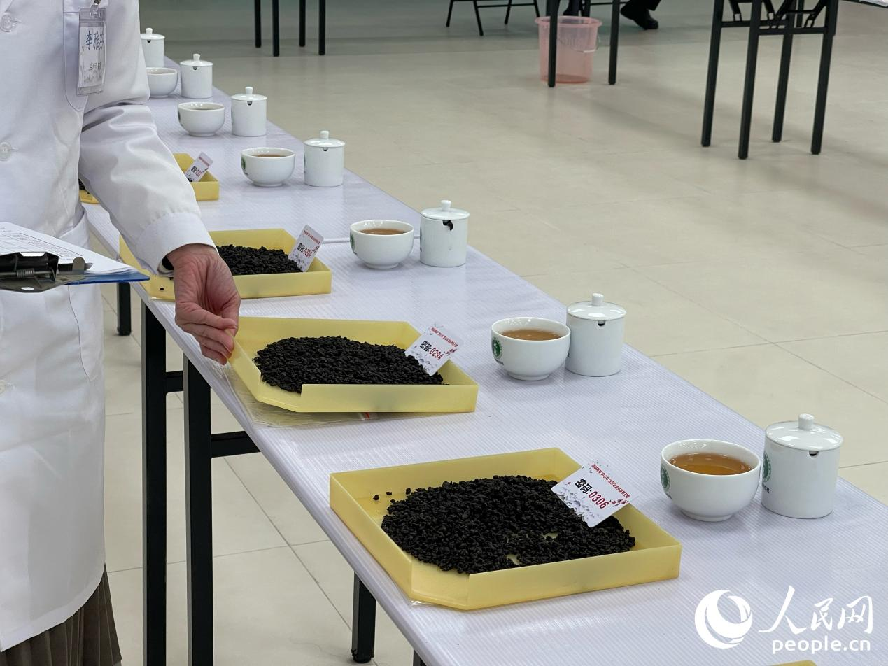 经过严苛筛选，共有来自两岸各地的428个茶样进入复审、决赛阶段。人民网 谢星宇摄