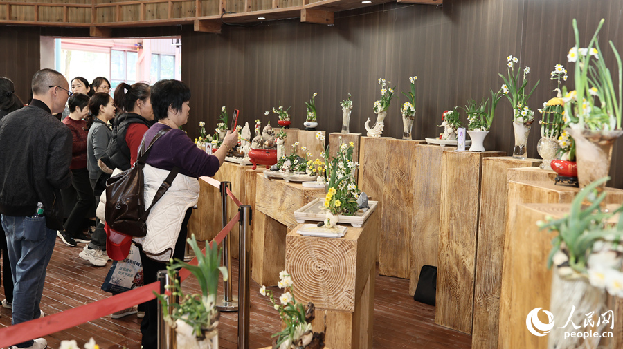 漳州水仙花吸引观展嘉宾驻足拍照。人民网记者 李昌乾摄