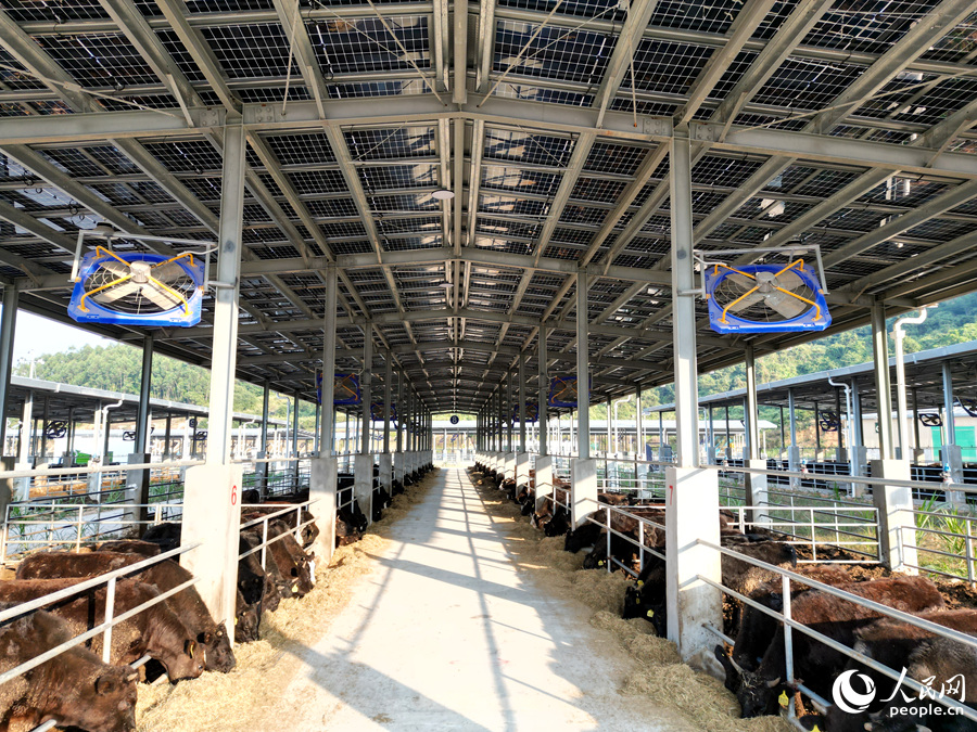 位于漳州市诏安县的南方肉牛集散中心。人民网 苏海森摄