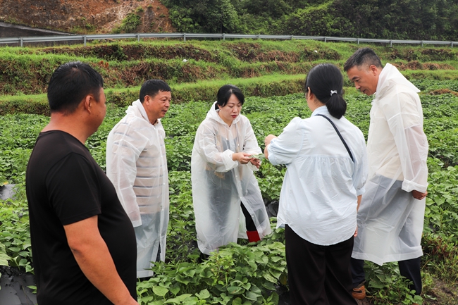 福鼎市农业农村局党员干部指导甘薯等粮食作物病虫害防治工作