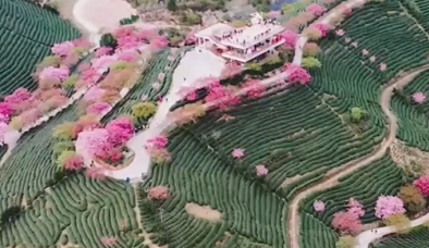 看“永福花”，自带“滤镜”